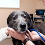 Read Rowan Vets’ tips and help your dog get over a stressful summer