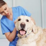 Six tips for reducing separation anxiety in dogs