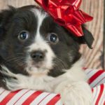 Stop, Think Before You Buy A Pet For Christmas!