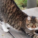 Cats and their Weight