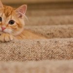 Cats & their environment