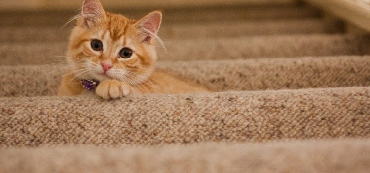 Cats & their environment