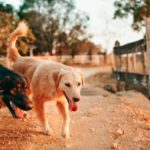 Entertaining your Pets