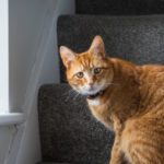 Blocked Bladder and Male Cats