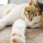 Feline Hyperthyroidism