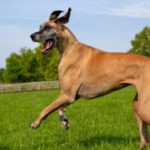 Gastric Dilatation-Volvulus (GDV)