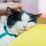 Hypertension in Cats