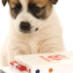 When is your pet’s health condition an emergency?