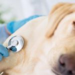 When is a pet vomiting serious?
