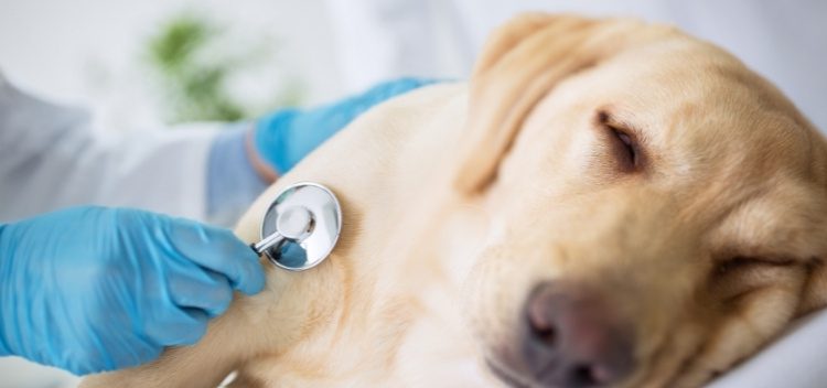 When is a pet vomiting serious?