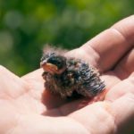 Baby bird out of its nest?
