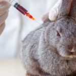 Rabbit Vaccinations – RVHD1 & RVHD2