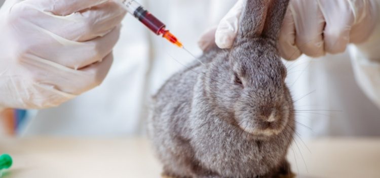 Rabbit Vaccinations – RVHD1 & RVHD2