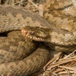 Spring Poisons – Adders