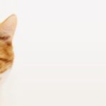 Talk to the Animals – Cat Behaviour