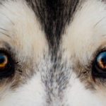 The Eyes have it – your pet’s eyesight