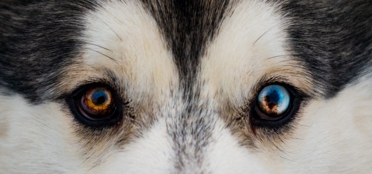 The Eyes have it – your pet’s eyesight