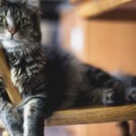 Cats – Improving their home environment