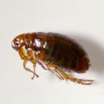 Fleas – your pet and your home