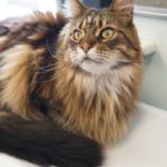 How does a vet diagnose your pet?