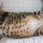 Is your cat overweight?