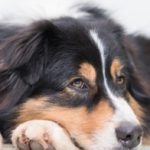 Mental Health – Is your pet bored?