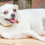 Obesity and how it affects your dog