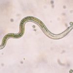 Parasites and your pet – Worms
