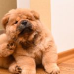 Your pet and fleas!  The itchy truth!