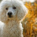 Canine Diabetes – why dogs need regular check-ups with the vet