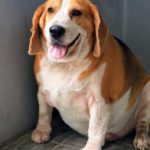 Diabetes – what it means for your dog