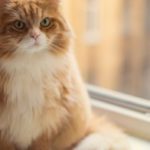 Feline diabetes – how does it affect your cat
