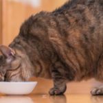 Feline diabetes – managing your cat’s diabetes with their food