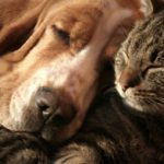 How does the vet test for pet diabetes?