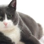 How is feline diabetes diagnosed in cats?