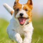 Pet diabetes and the role of exercise