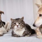 Arthritis and your pet