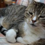 Diagnosing and managing arthritis in pets