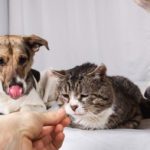 General management of pain in pets