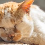 Managing arthritis in cats
