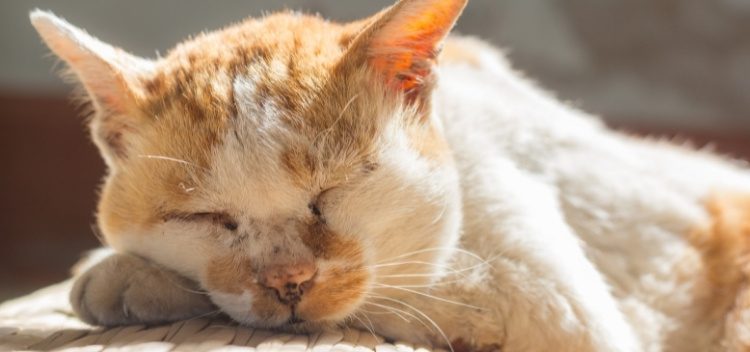 Managing arthritis in cats