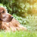 Treatment options for arthritis