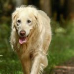What is the cause of arthritis in pets?