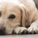 Allergic Skin Disease in Pets – what is it?