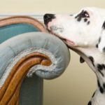 Allergic skin in dogs and vaccination