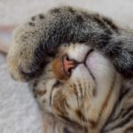 Cats have allergies too!