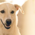 Did you know that pets can sunburn too?