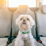 Dogs die in hot cars