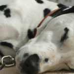 How we diagnose allergic skin in pets