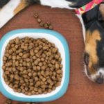 Pets and allergies to food